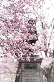 New York In Bloom Book Spring In New York Bloom Book Flower Market