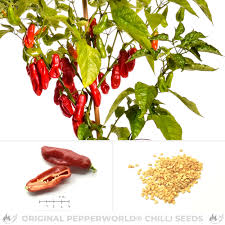 Набор morakniv outdoor kit mg, нож mora 2000 + топор (оранжевый). Habanero Mora Chilisamen Online Kaufen Pepperworld Hot Shop