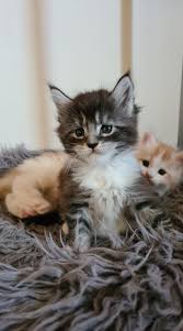 Honey Bee & Griffin ❤