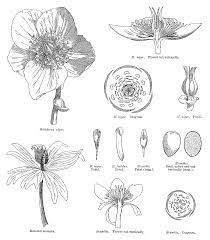Angiosperm Families Ranunculaceae Juss
