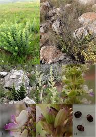 Image result for Coleus calycinus