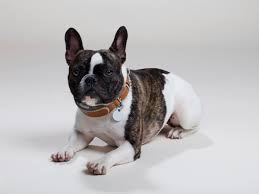 Link Akc Smart Dog Collar Review Find Your Lost Pooch Wired