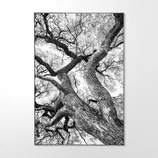 Image result for Newtonia hildebrandtii