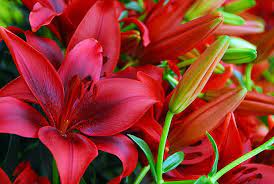 Lilium Black Out Asiatic Lily
