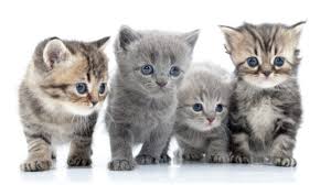 Bei kindern fällt es uns sehr leicht, das alter einzuschätzen und daran auch den entwicklungsstatus festzulegen. Katze Kaufen Das Solltest Du Beachten Haustiermagazin