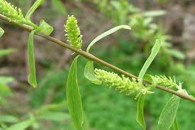 Image result for Salix babylonica