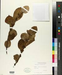 Image result for Cassipourea fanshawei