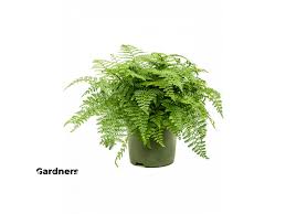 Image result for sleziník Asplenium