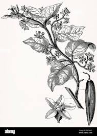 Image result for Marsdenia dregea