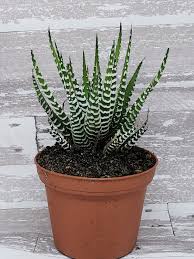 3 Zebra Plant Haworthia Fasciata Succulent By Succitcrafts On Etsy Zebra Plant Plants Succulents