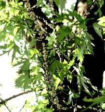 Maybe you would like to learn more about one of these? Cottony Maple Scale And Its Management Ohioline