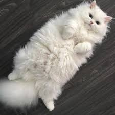 spraying prevent video cats your from cat how to video how to prevent your cat from spraying cats cute animals beautiful cats