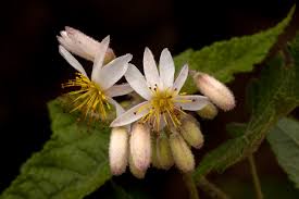 Image result for Sparrmannia ricinocarpa