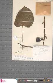 Image result for Stanfieldiella imperforata