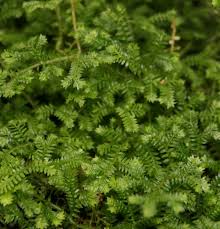 Image result for Selaginella kraussiana
