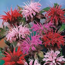 Image result for Monarda didyma