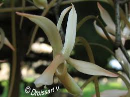 Image result for Aerangis collum-cygni