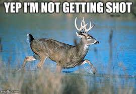 Deer Meme Imgflip