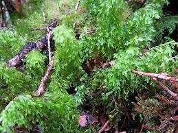 Image result for Hymenophyllum