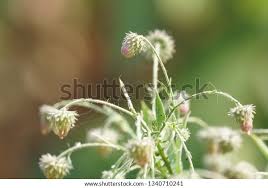 Image result for Laggera crispata