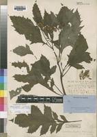Image result for Crassocephalum montuosum