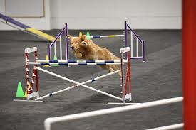 Click to see our best video content. St Paul Dog Training Club Home Facebook