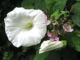 It blocks the sunlight so that the existing vines die from lack of light. Hedge Bindweed Or Wild Morning Glory An Invasive Plant In Bc Owlcation