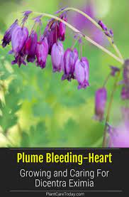 Dicentra Eximia Growing And Care Wild Bleeding Heart Bleeding Heart Bleeding Heart Plant Wildflower Garden