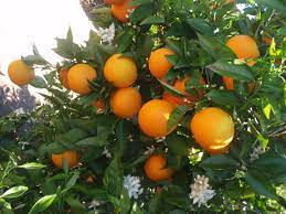Naranja Organica Una Dulce Oportunidad Secretaria De Agricultura Y Desarrollo Rural Gobierno Gob Mx
