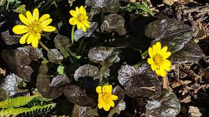 Image result for Whitfieldia brazzae