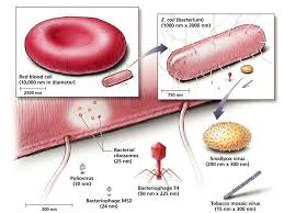 Check spelling or type a new query. What Are All Living Things Made Of Ppt Video Online Download