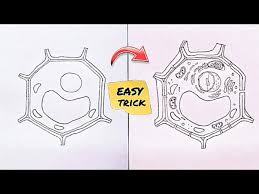 How to draw a manga man with a side part hairstyle. Plant Cell Diagram How To Draw Plant Cell Plant Cell Drawing Easy Easy Plant Cell Drawing Youtube