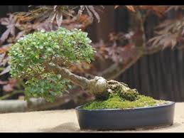 Image result for Acacia davyi