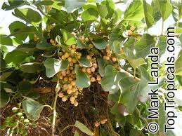 Image result for Cordia pilosissima