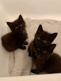 Our Foster Kitties Are The Most Adorable Kitties Ever Cute Cats Cats Kitty