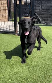 Image result for flat coated retrívr