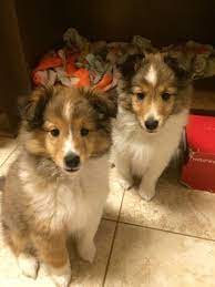 See more ideas about sheltie puppies for sale, sheltie puppy, sheltie. Sheltie Puppies Callie Is On The Left Kirby Is On The Right Puppies Cute Cats And Dogs Cute Dogs