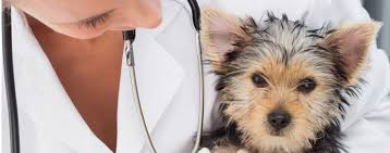 However, if a lung tumor is found incidentally and your dog is not displaying any symptoms, they may have a life expectancy of up to 1 year. Can Dogs Live With One Lung Wag