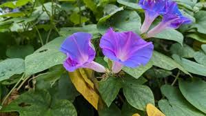 Image result for Ipomoea ephemera