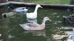 Laufenten Zu Vermieten Schneckenfreier Garten Ente Schnecken Garten