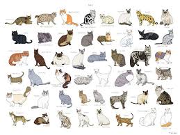 Cat Breeds Poster 18 Quot X24 Quot In 2020 Cat Breeds Cat Breeds Chart American Bobtail Cat