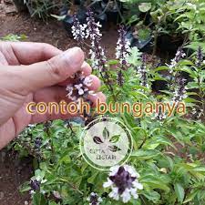 Karena bagian biji dari tanaman ini kerap dijadikan campuran pada es buah atau es campur. Bibit Tanaman Selasih Bibit Tanaman Daun Selasih Bibit Bunga Selasih Daun Herbal Pohon Shopee Indonesia