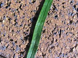 Image result for Vittaria elongata