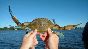The number of crabs in a bushel will depend on the type of crab, size, and sex. How Many Crabs Are In A Bushel Nomad Unlimited