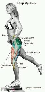 Start off by standing on the ground with one foot now step up with the foot on top of the box, as your other foot passes over the box, bring your. Do You Do Step Ups Step Ups Work These Muscles Step Up Workout Fitness Body Fitness Nutrition