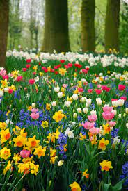 A Carpet Of Flowers At The Feet Of The Big Trees Beautiful Gardens Spring Flowers Beautiful Flowers