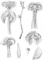 Image result for Disperis