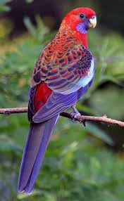 Birds That Start With Bu 