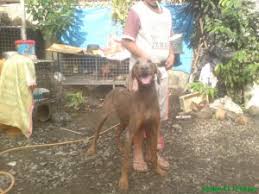Mom and dad on premises. Doberman Pincher Bacolod City Free Classifieds In Philippines