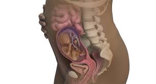 Por eso, en colaboración con nuestra experta matrona, hemos creado esta sencilla herramienta para que tengas un control total sobre tu embarazo. 22 Semanas De Embarazo Babycenter